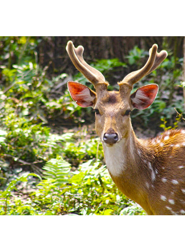 Kathmandu, Pokhara, Chitwan Tour – 11 Days